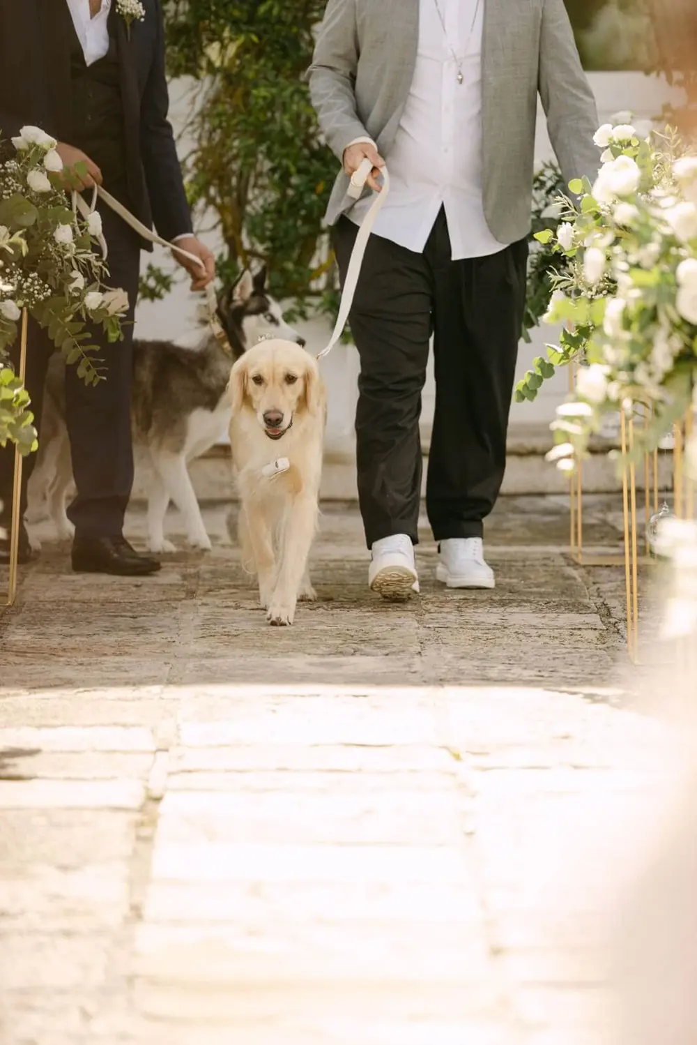 Golden retriever percorre la navata con le fedi al collare, accompagnato dallo sposo