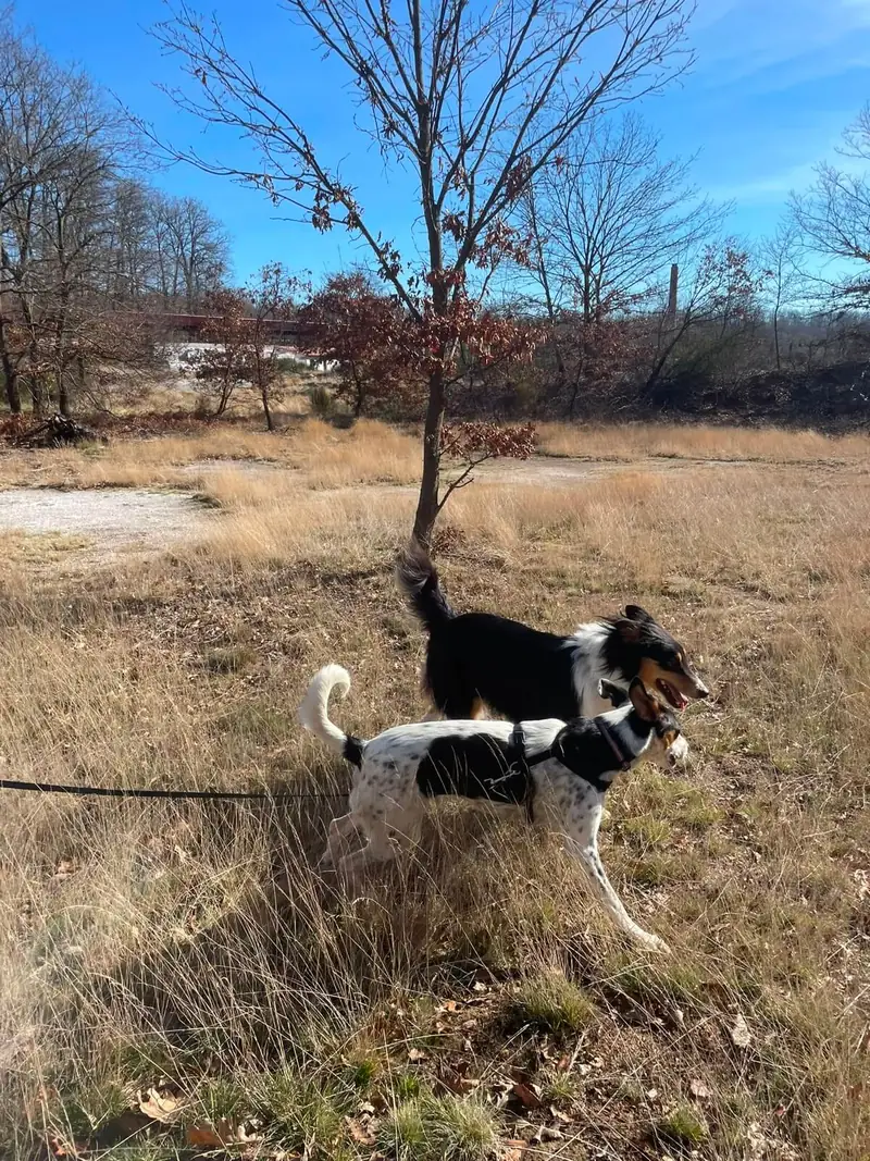 Due cani a passeggio in un campo aperto, nella campagna intorno al lago